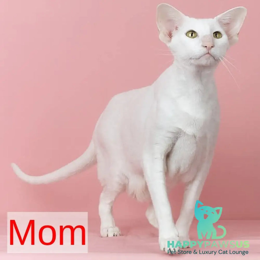 Wookie-Woo Oriental Shorthair male white - live animals