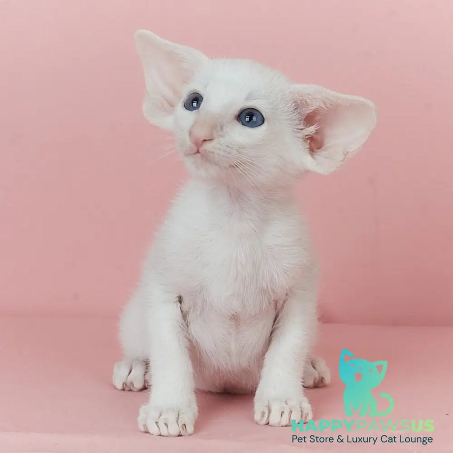 Wookie-Woo Oriental Shorthair male white - live animals