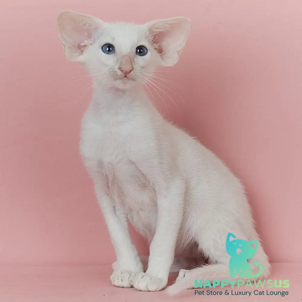 Wookie-Woo Oriental Shorthair male white - live animals