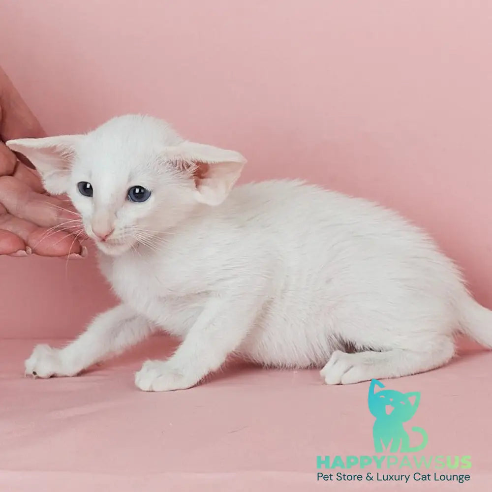 Wookie-Woo Oriental Shorthair male white - live animals
