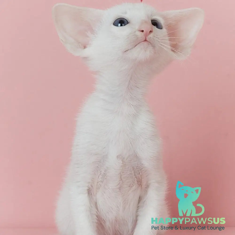 Wookie-Woo Oriental Shorthair male white - live animals