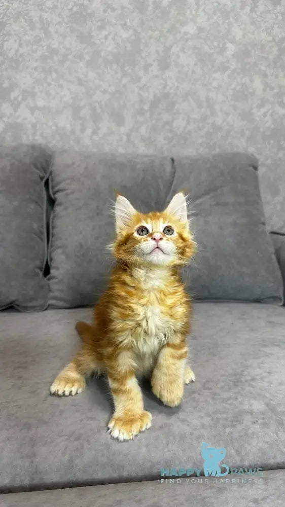 Wotan Maine Coon polydactyl male red tabby live animals