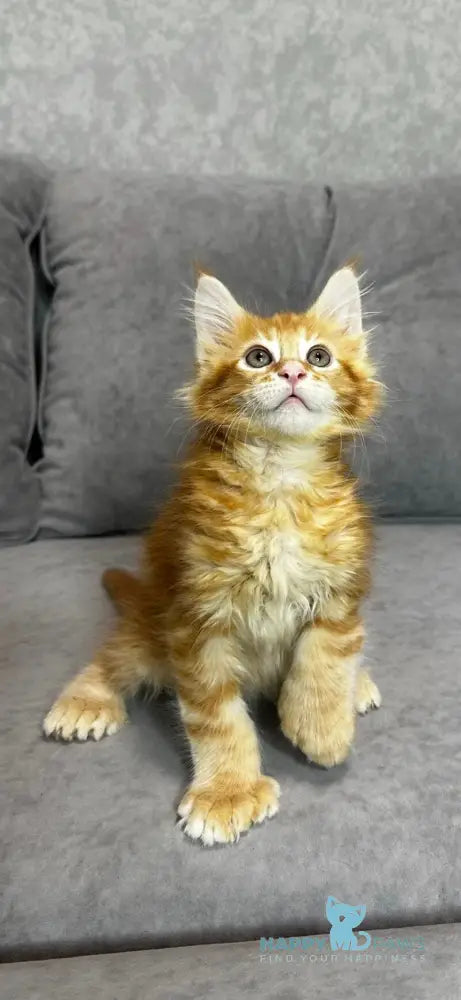 Wotan Maine Coon polydactyl male red tabby live animals