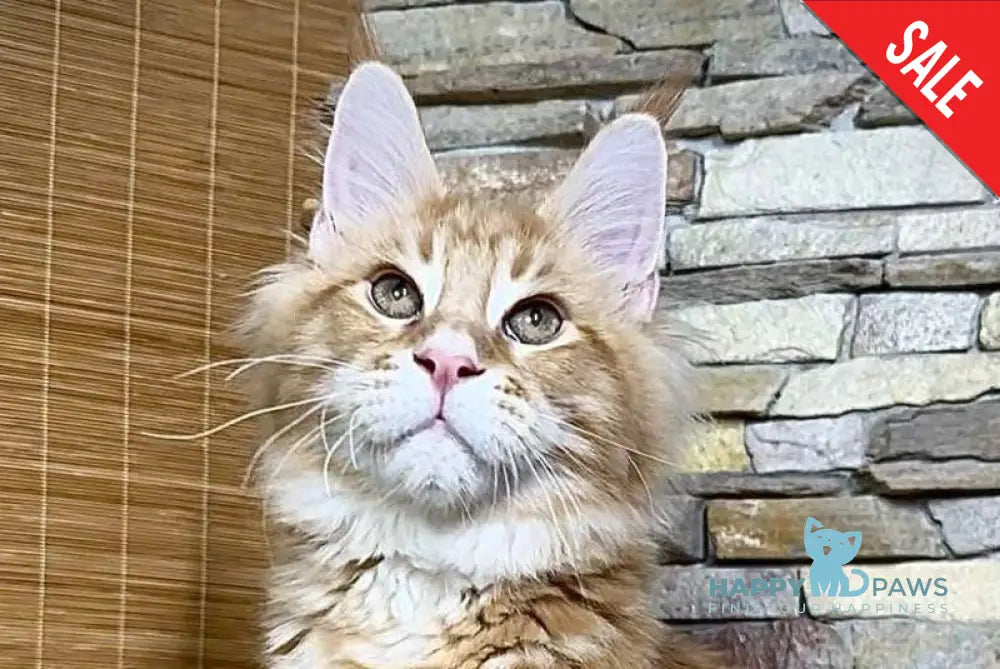 Wotan Maine Coon polydactyl male red tabby live animals