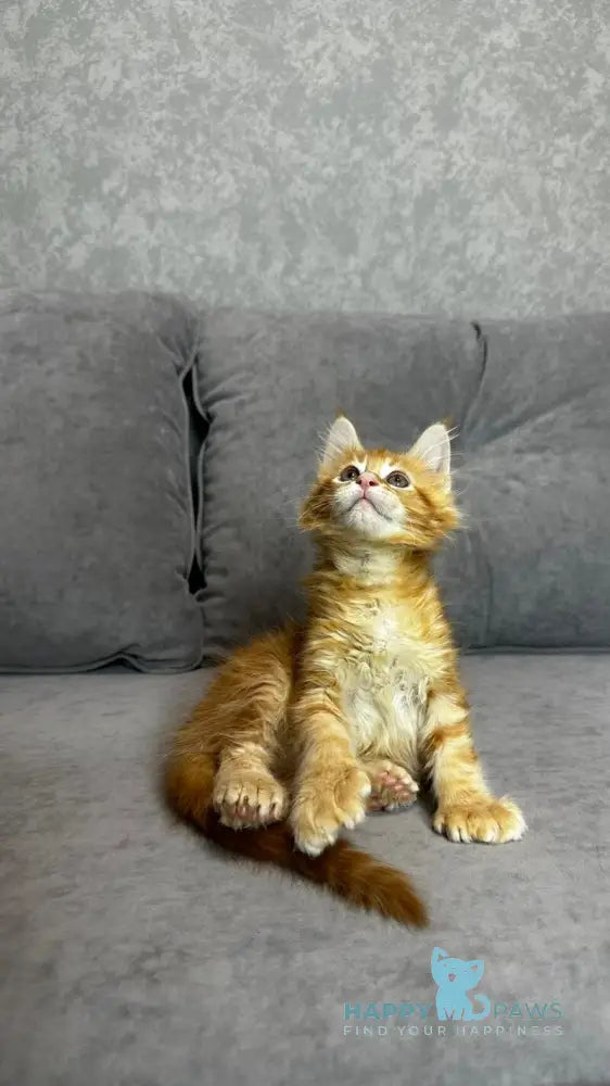 Wotan Maine Coon polydactyl male red tabby live animals