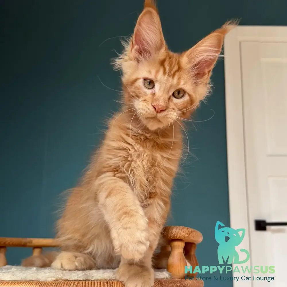 Wrangler Maine Coon male red - live animals