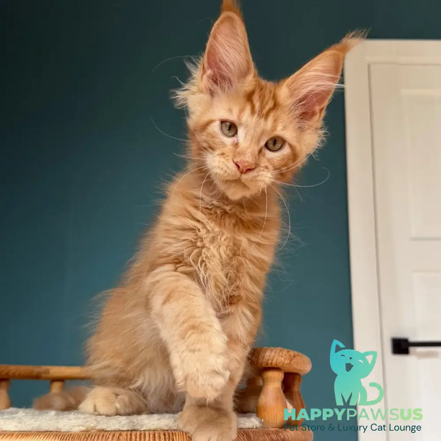 Wrangler Maine Coon male red - live animals