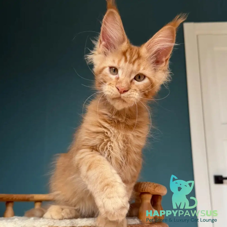 Wrangler Maine Coon male red - live animals
