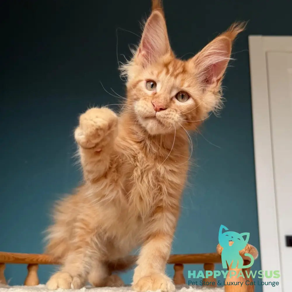 Wrangler Maine Coon male red - live animals