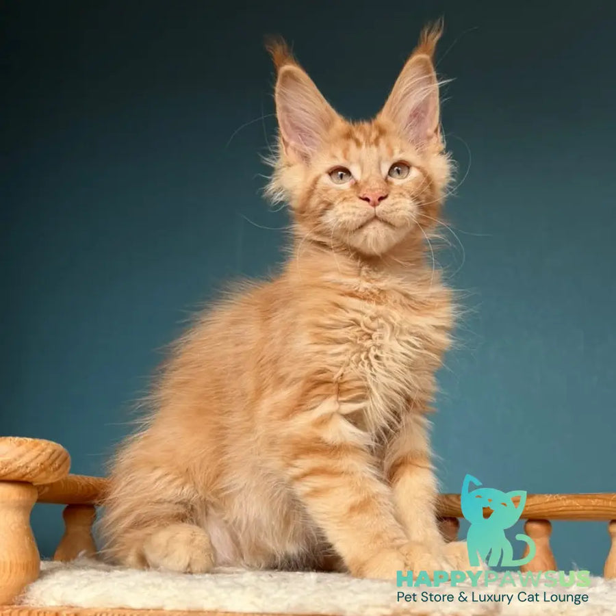 Wrangler Maine Coon male red - live animals