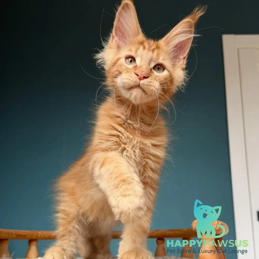 Wrangler Maine Coon male red - live animals