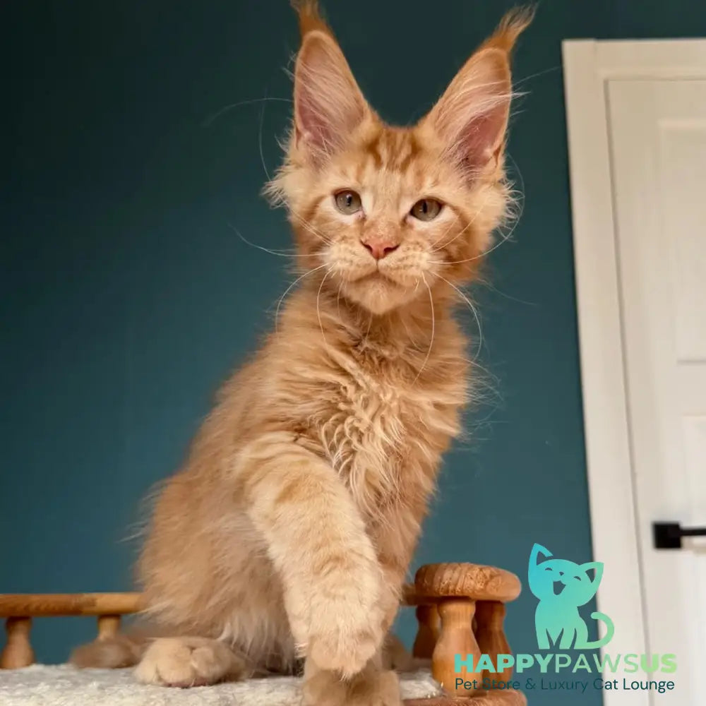 Wrangler Maine Coon male red - live animals