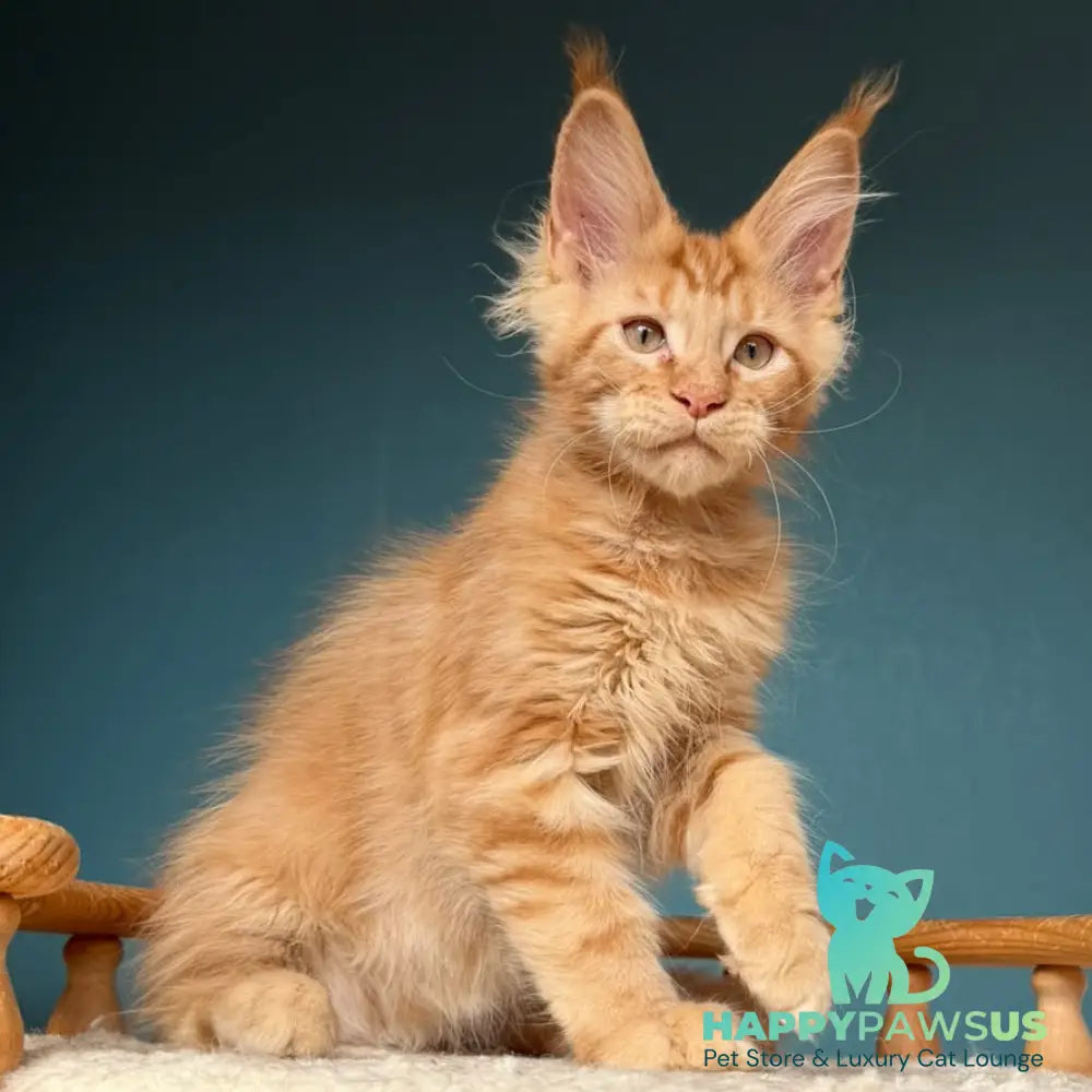 Wrangler Maine Coon male red - live animals