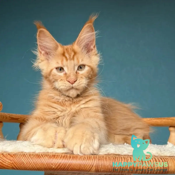 Wrangler Maine Coon male red - live animals
