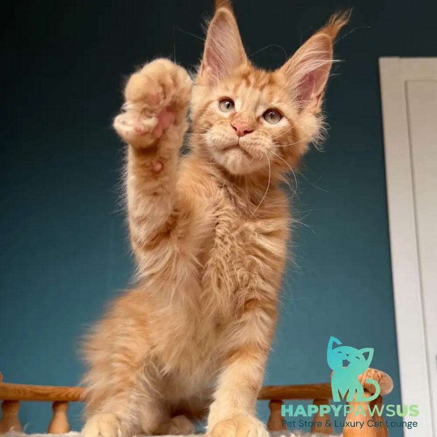 Wrangler Maine Coon male red - live animals