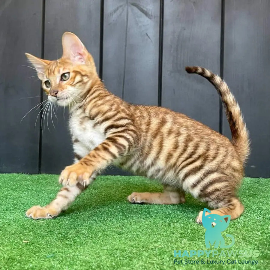 Wulfric Toyger male black tabby - live animals