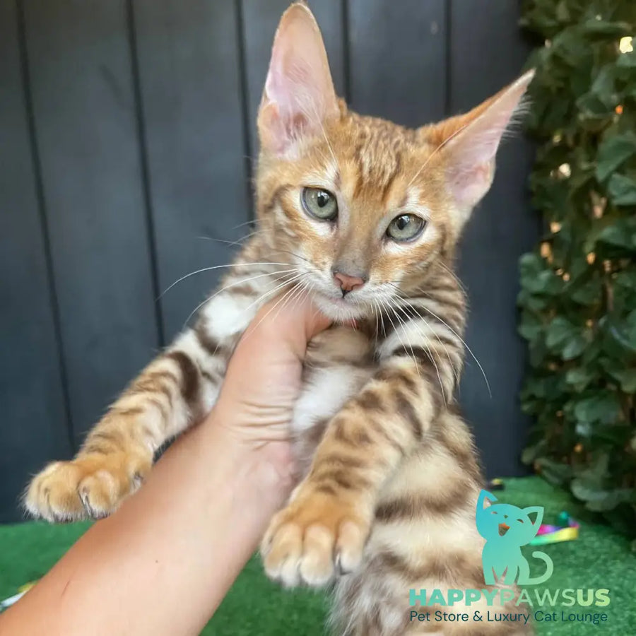 Wulfric Toyger male black tabby - live animals