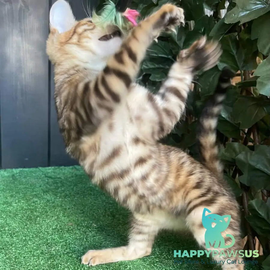 Wulfric Toyger male black tabby - live animals