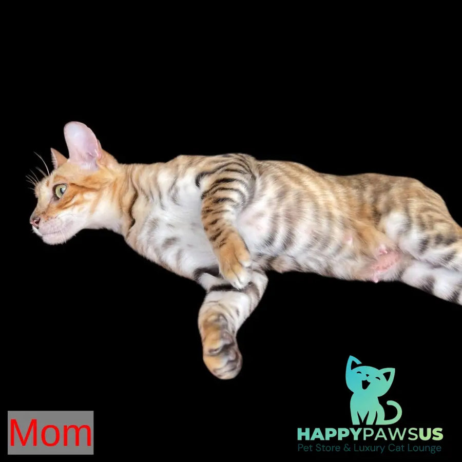 Wulfric Toyger male black tabby - live animals