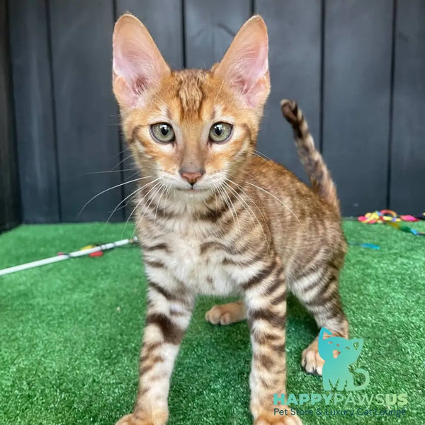 Wulfric Toyger male black tabby - live animals