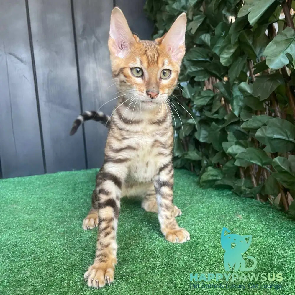Wulfric Toyger male black tabby - live animals