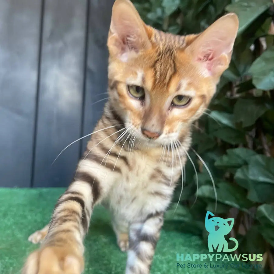 Wulfric Toyger male black tabby - live animals