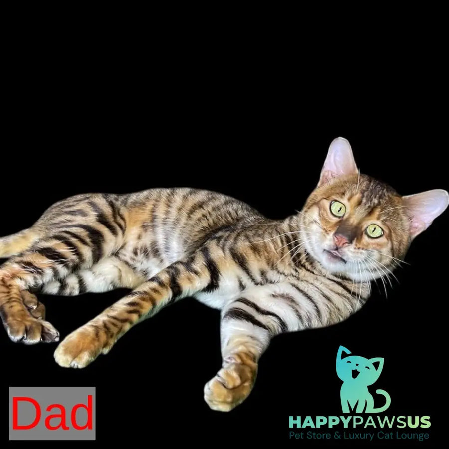 Wulfric Toyger male black tabby - live animals