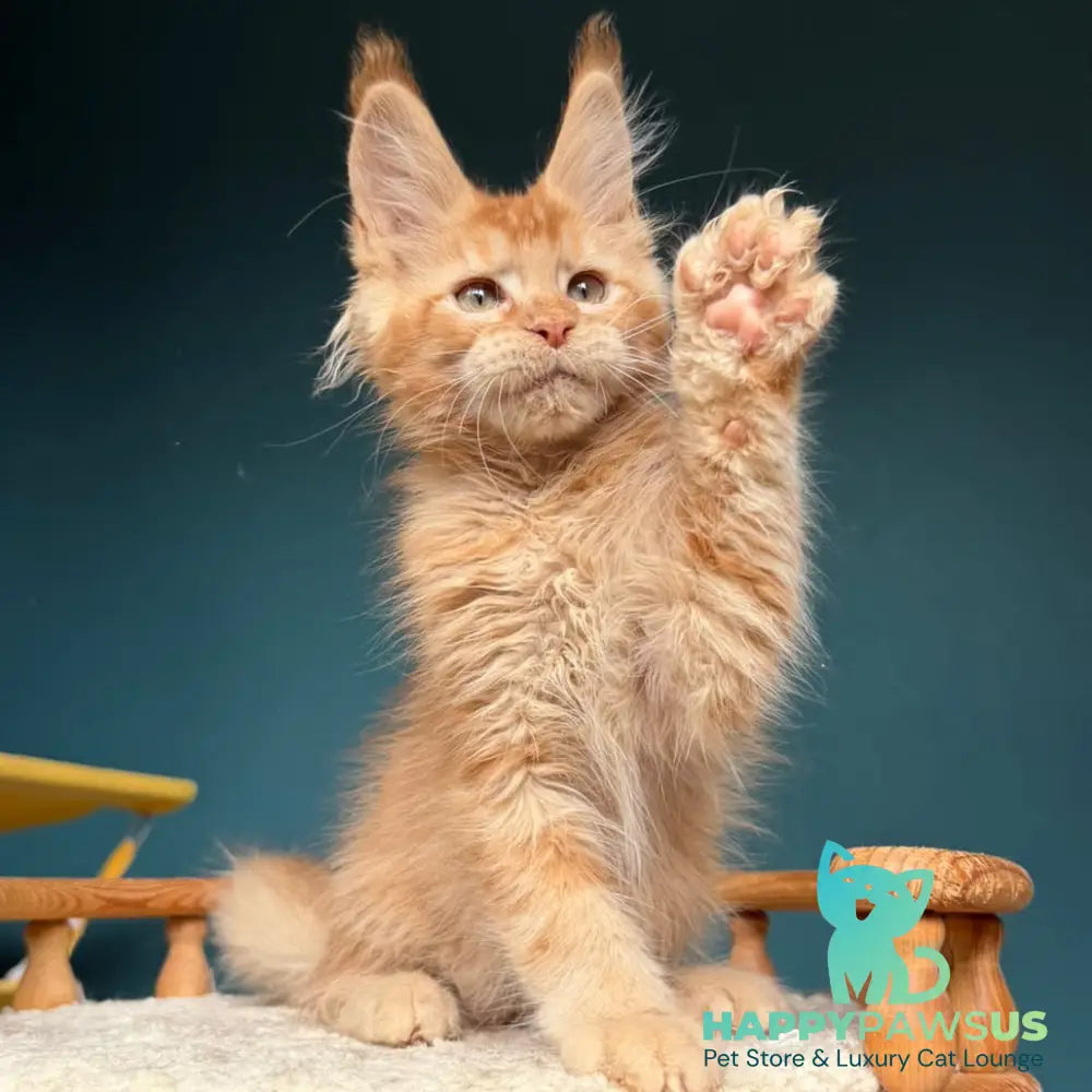 Wyatt Maine Coon male red - live animals