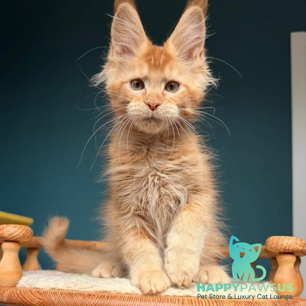 Wyatt Maine Coon male red - live animals