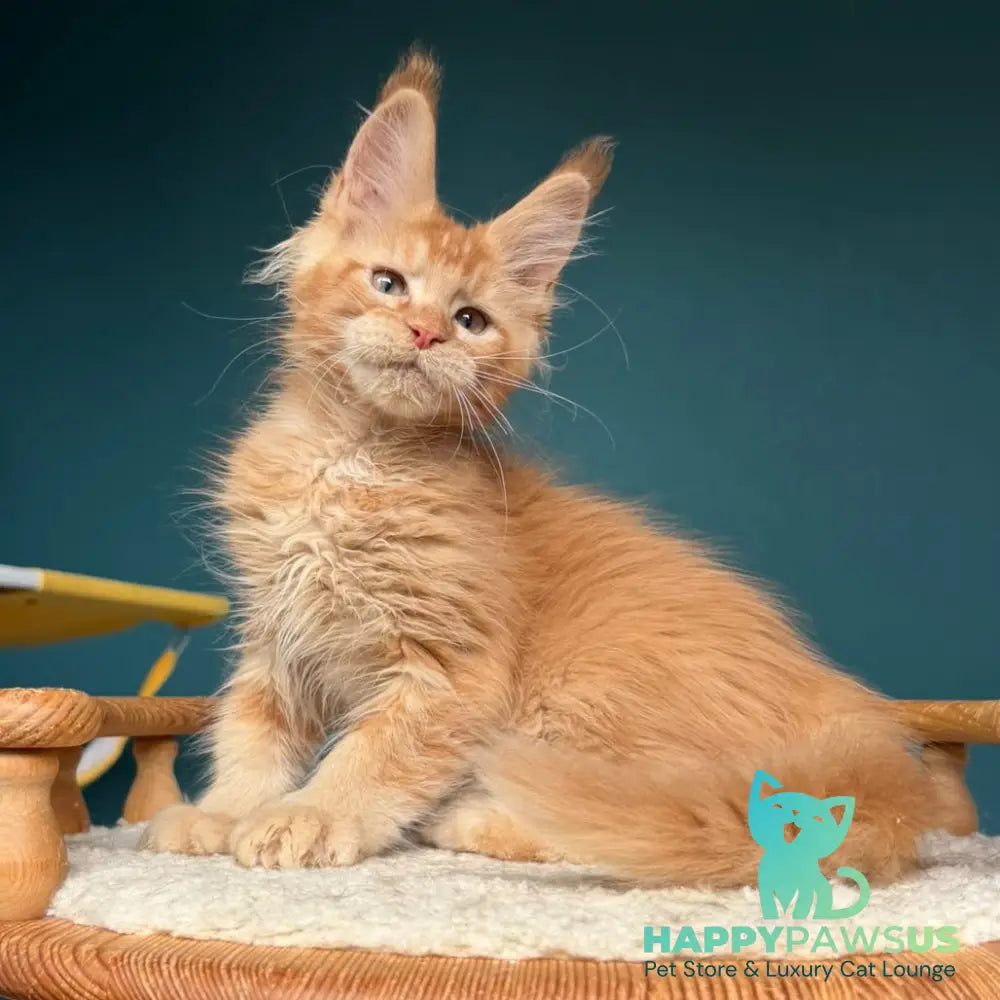 Wyatt Maine Coon male red - live animals