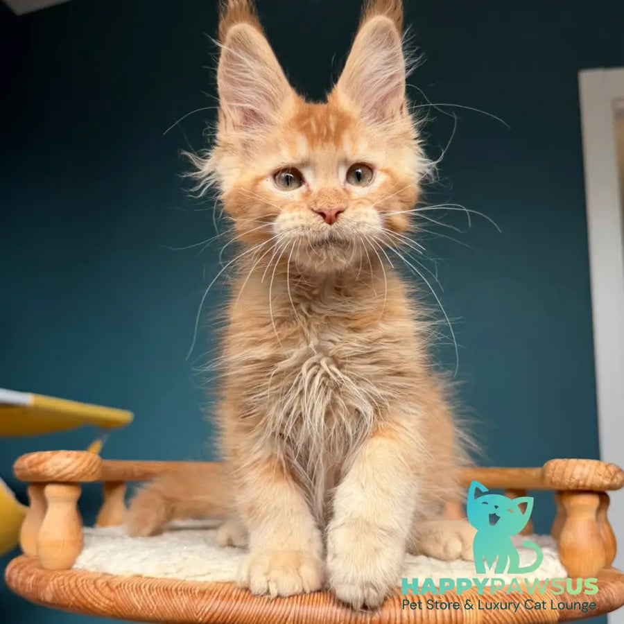 Wyatt Maine Coon male red - live animals