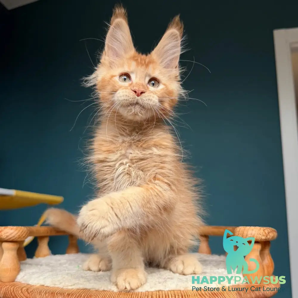 Wyatt Maine Coon male red - live animals