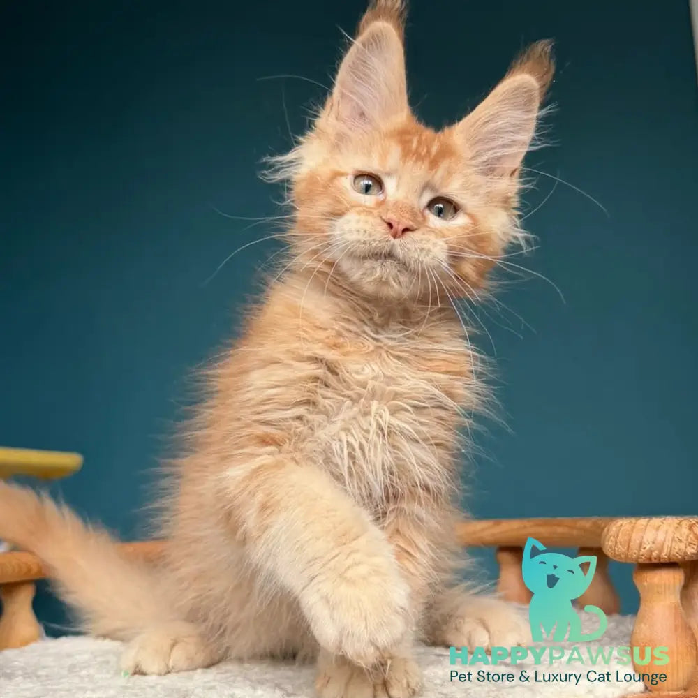 Wyatt Maine Coon male red - live animals
