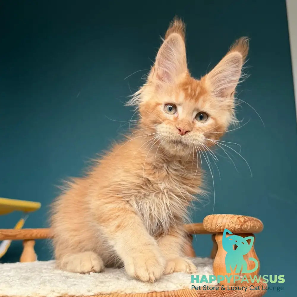 Wyatt Maine Coon male red - live animals