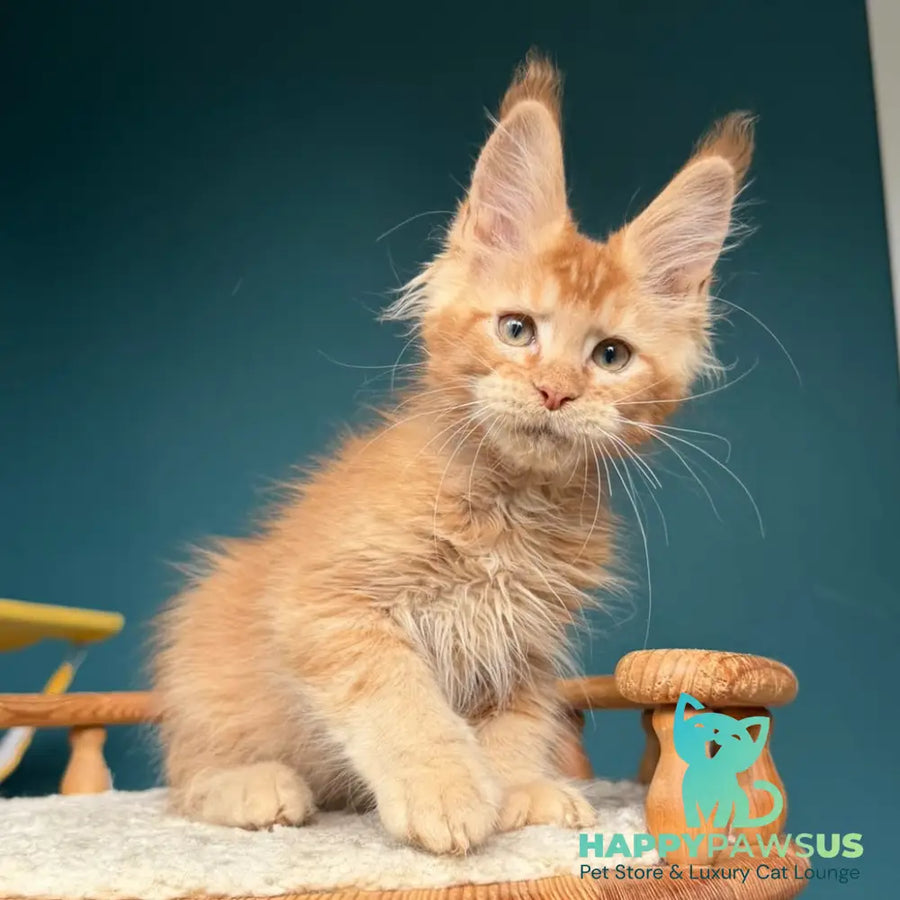 Wyatt Maine Coon male red - live animals