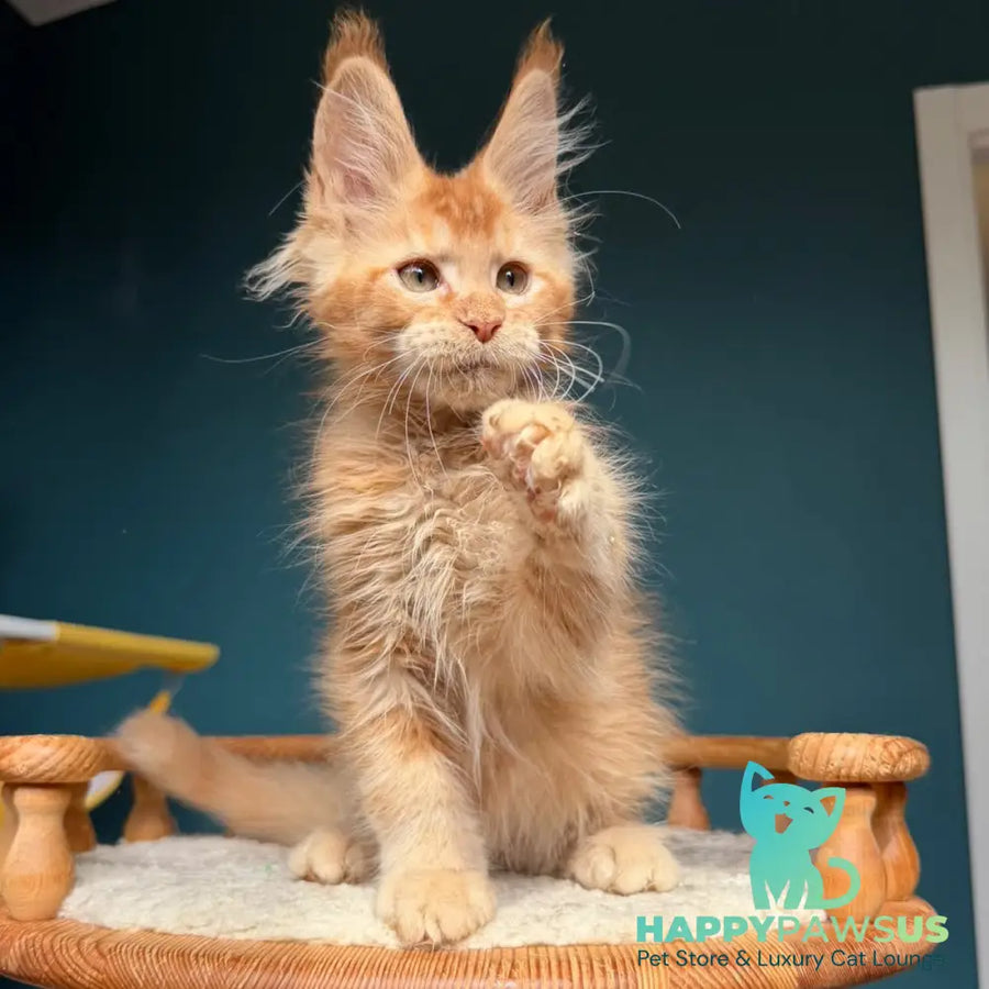 Wyatt Maine Coon male red - live animals