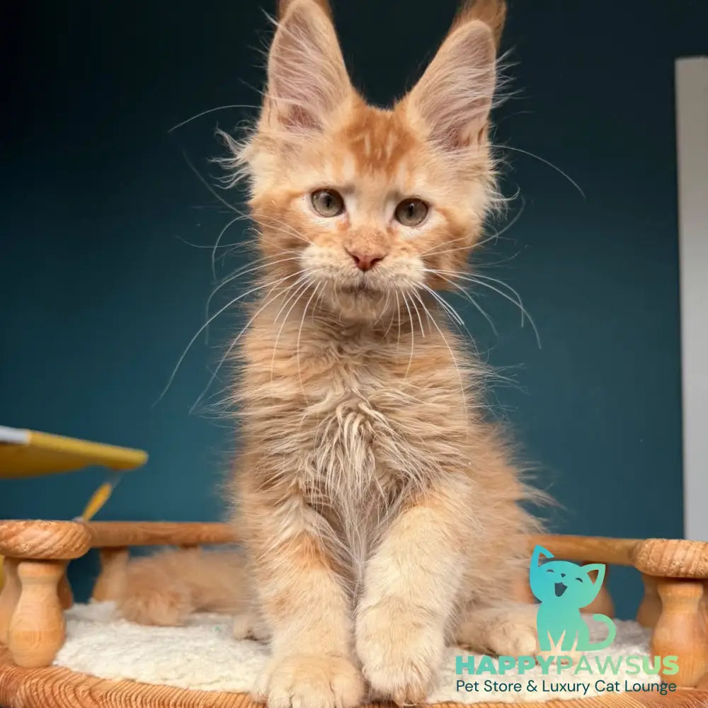 Wyatt Maine Coon male red - live animals
