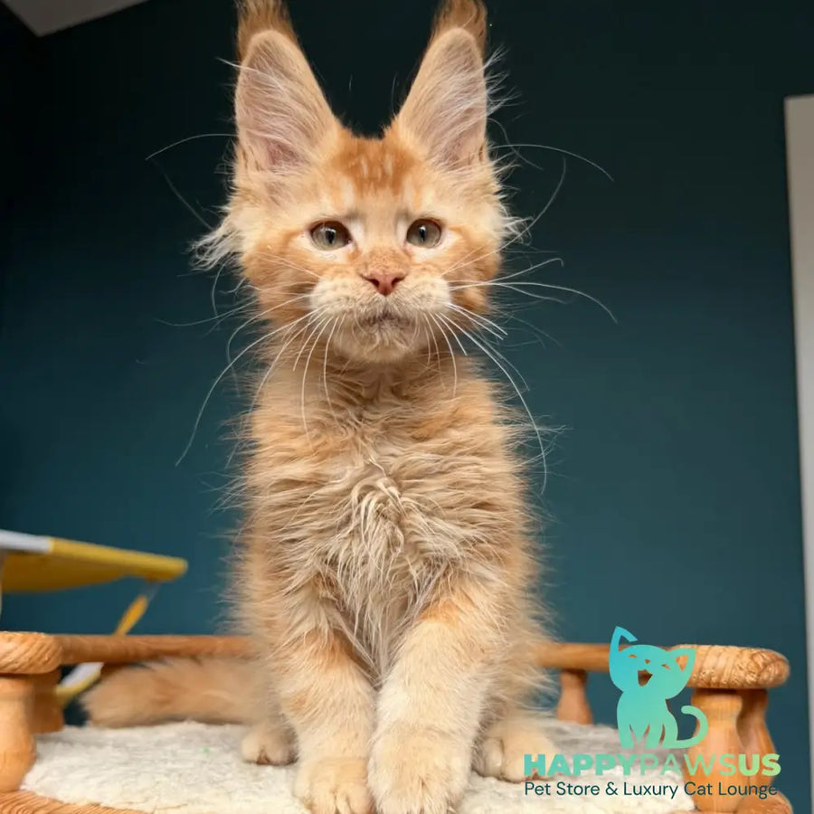 Wyatt Maine Coon male red - live animals