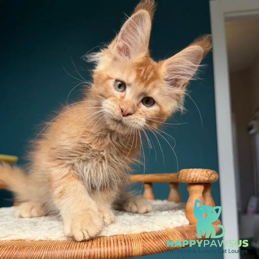Wyatt Maine Coon male red - live animals
