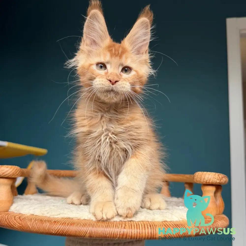 Wyatt Maine Coon male red - live animals
