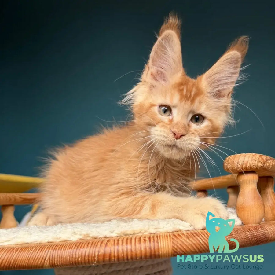 Wyatt Maine Coon male red - live animals