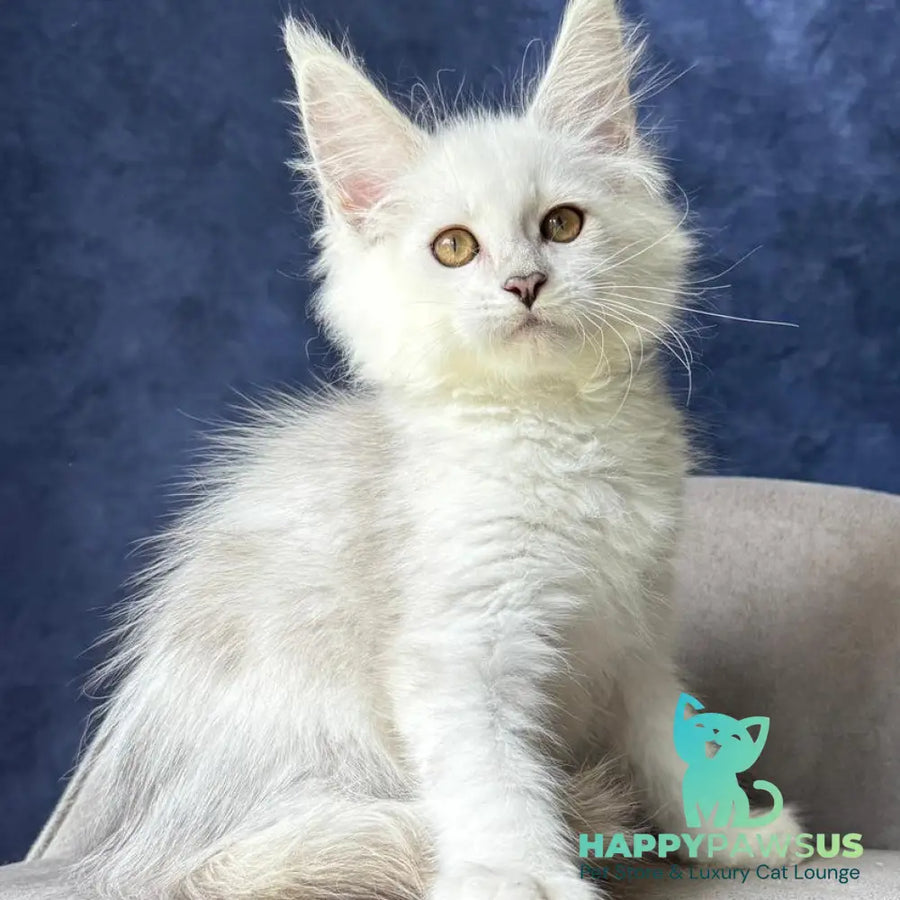 Wycliffe Maine Coon female black silver shaded - live animals