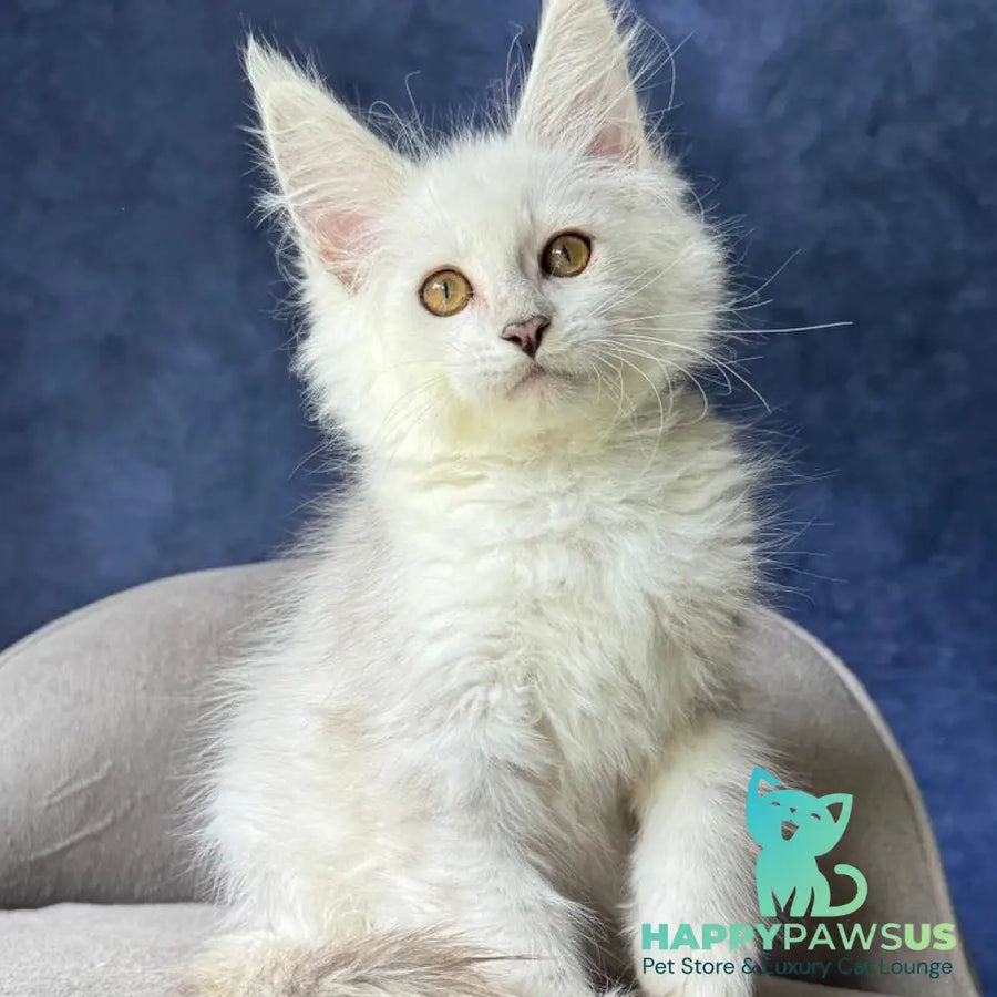Wycliffe Maine Coon female black silver shaded - live animals