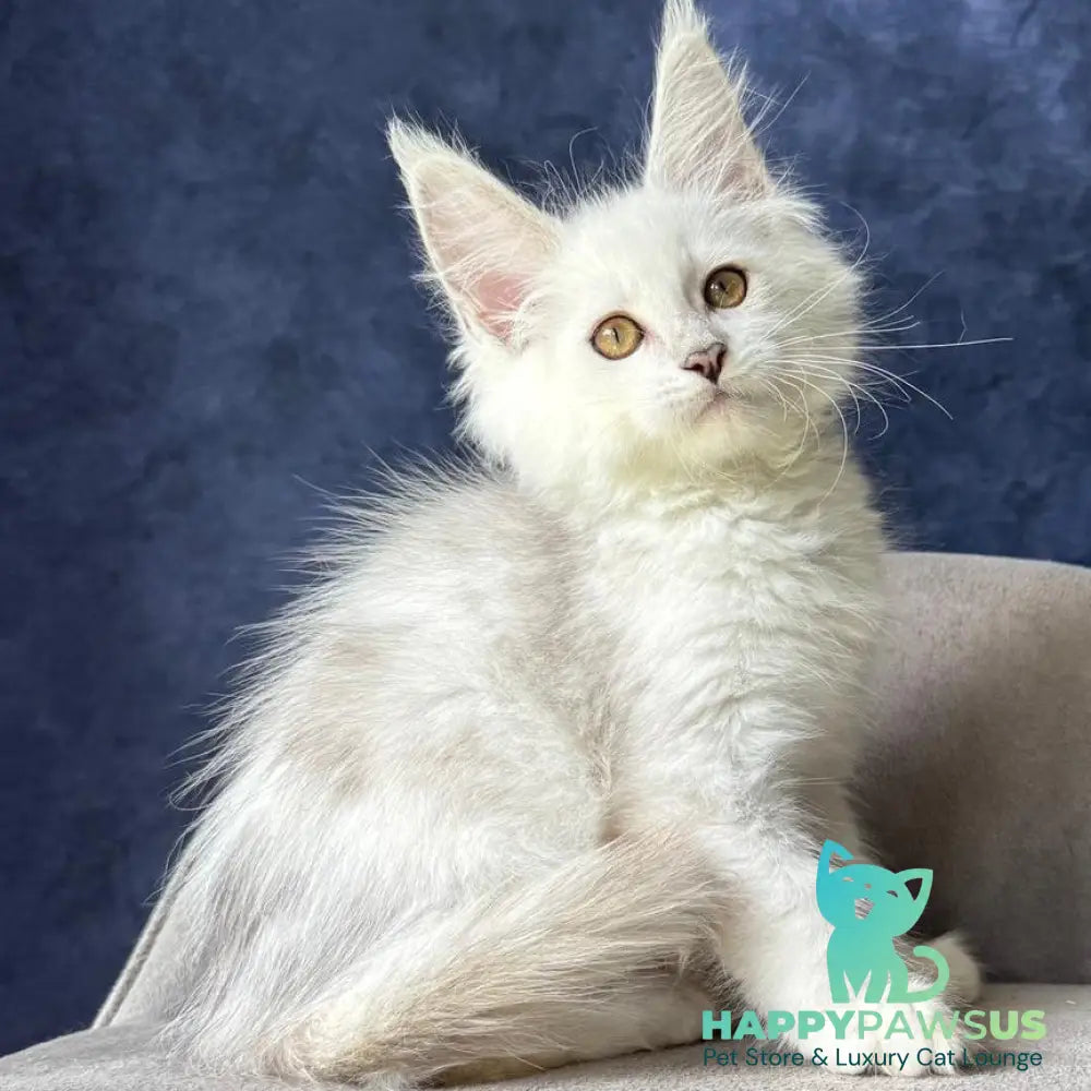Wycliffe Maine Coon female black silver shaded - live animals