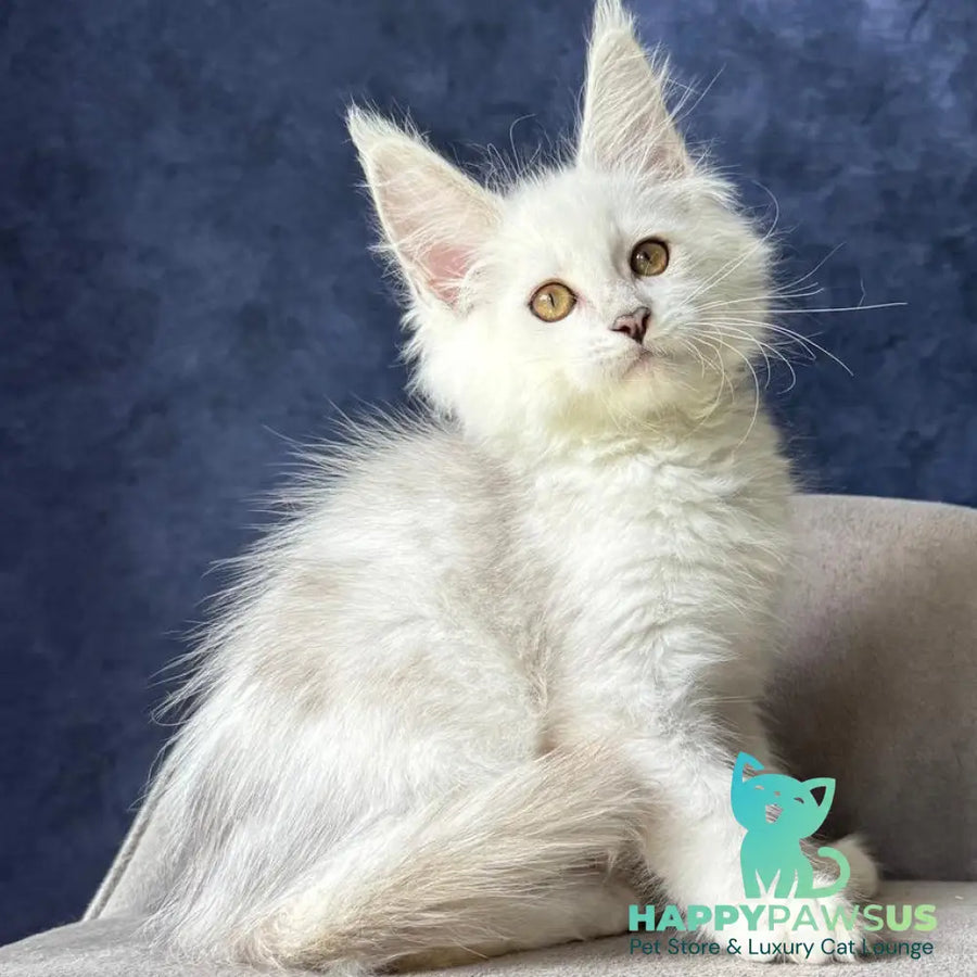 Wycliffe Maine Coon female black silver shaded - live animals