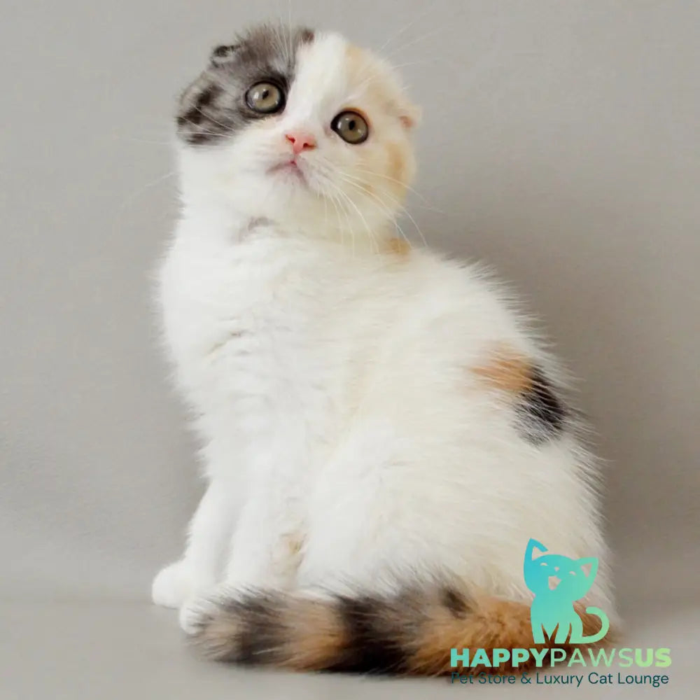 Wyomy Scottish Fold female black tortie silver tabby van - live animals