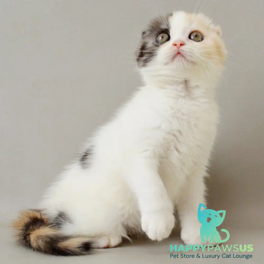 Wyomy Scottish Fold female black tortie silver tabby van - live animals