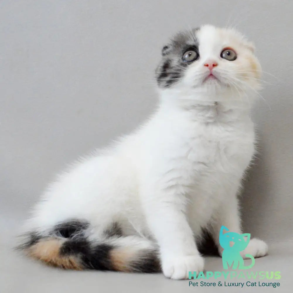 Wyomy Scottish Fold female black tortie silver tabby van - live animals