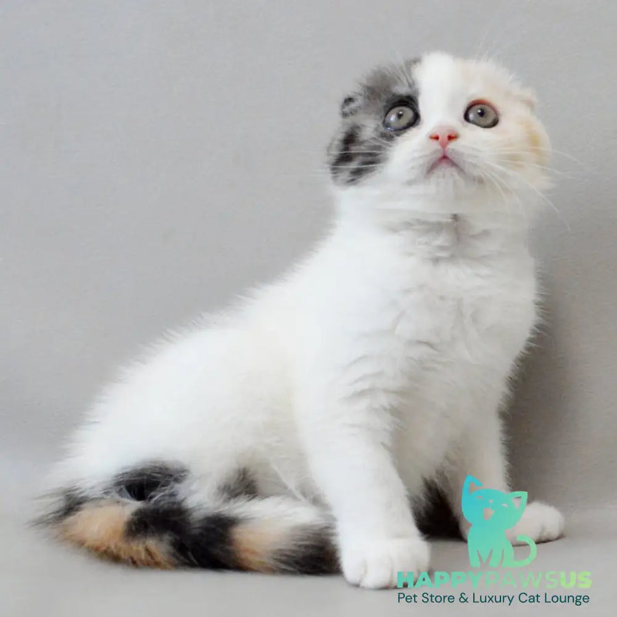Wyomy Scottish Fold female black tortie silver tabby van - live animals