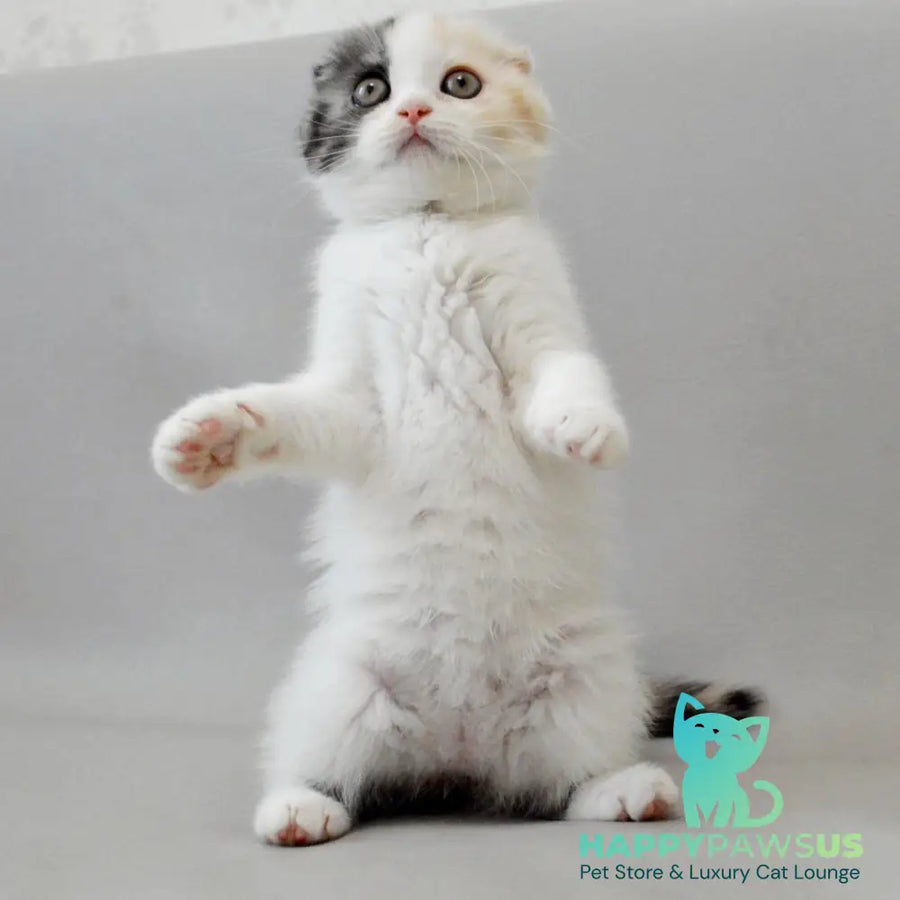 Wyomy Scottish Fold female black tortie silver tabby van - live animals